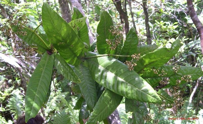 Psychotria 8