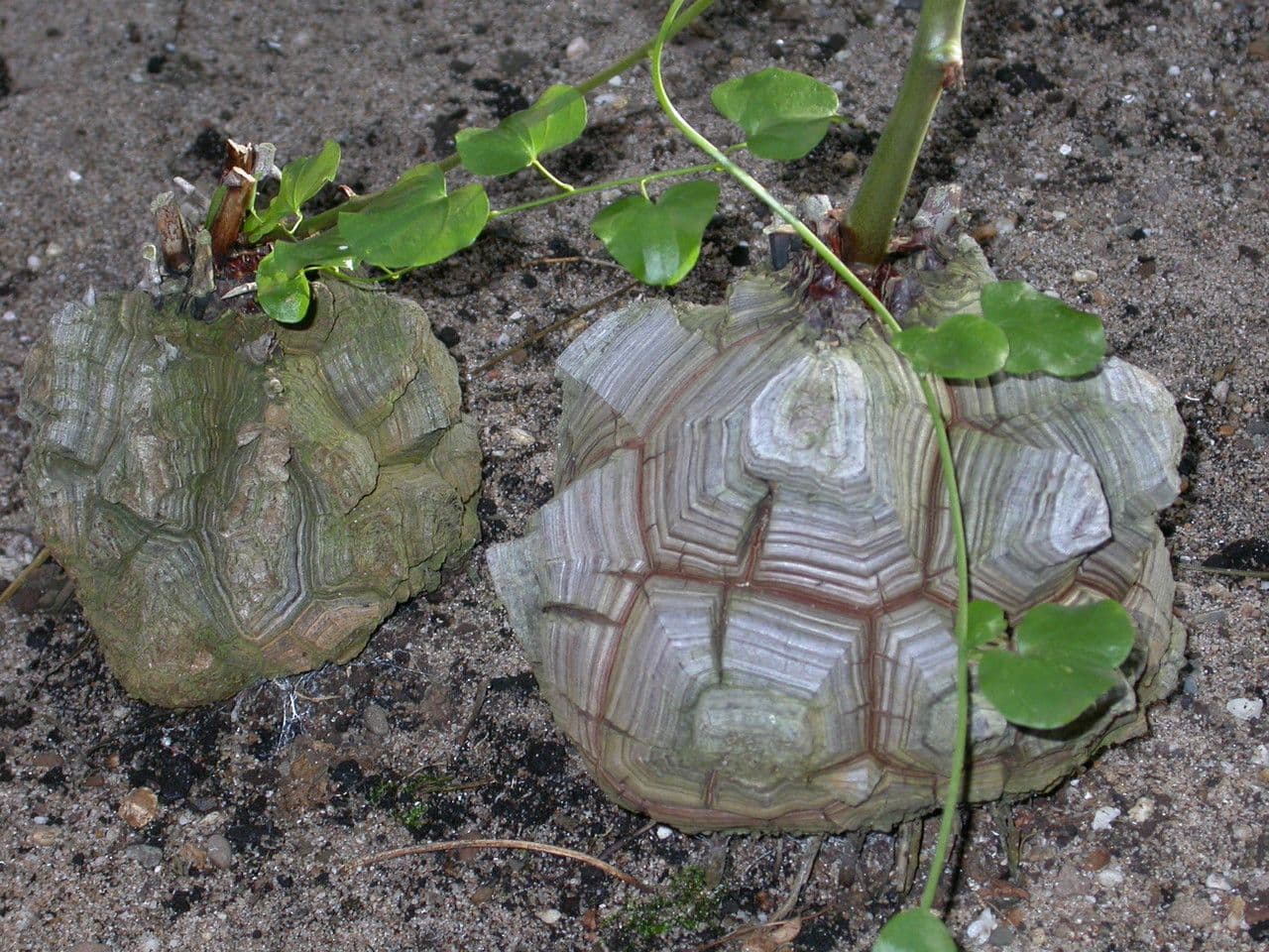 Dioscorea 23