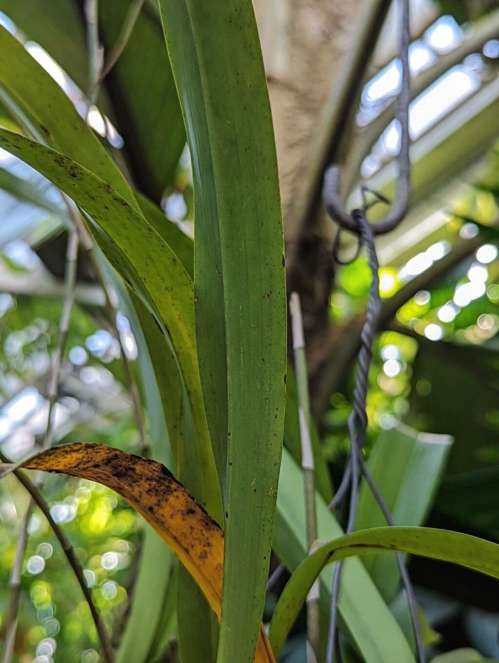 Oncidium 3
