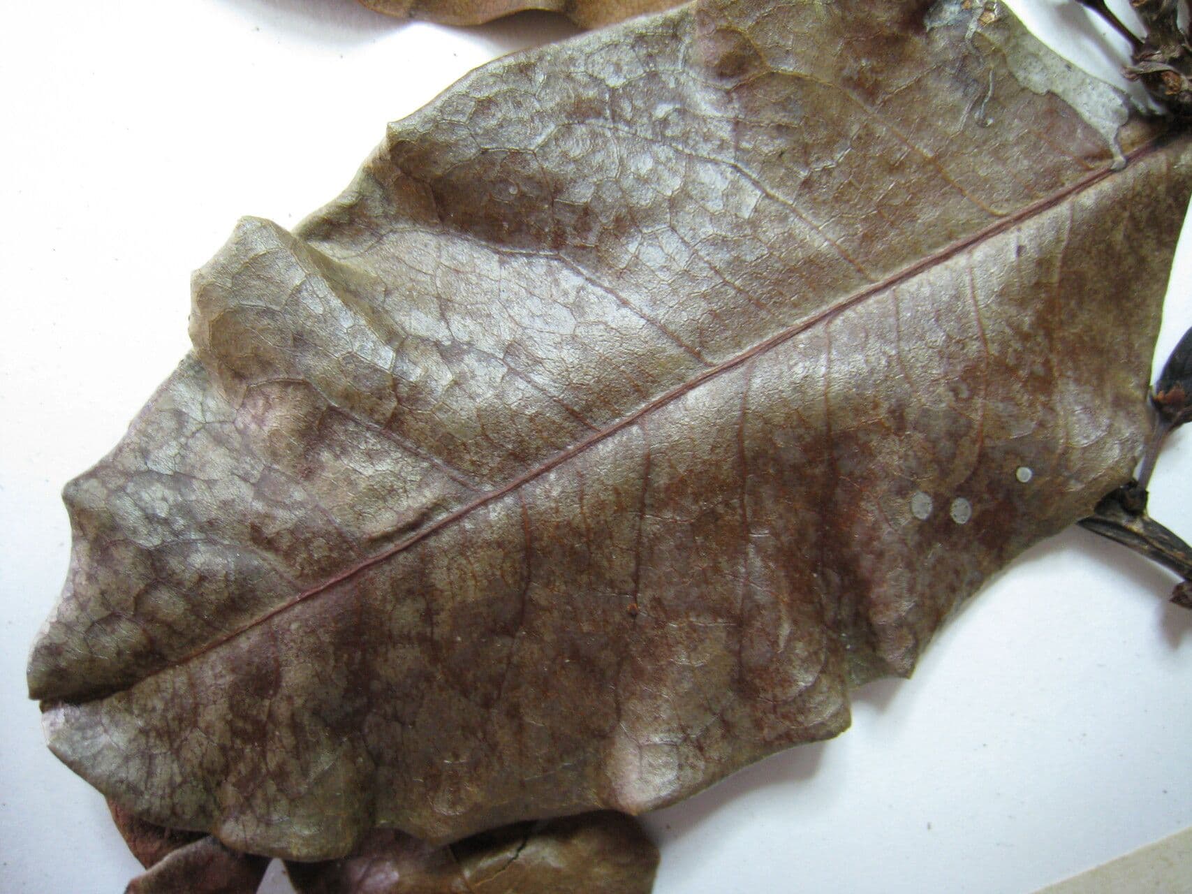 Erythroxylum suberosum 3