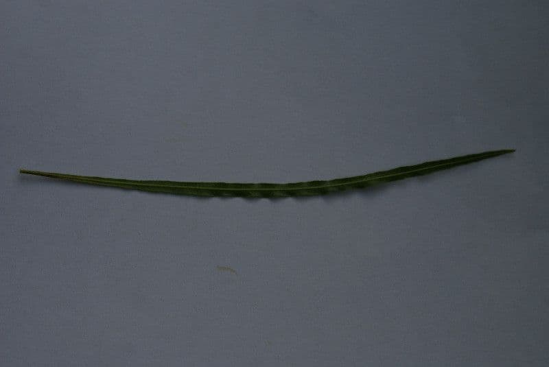 Dodonée visqueuse 26