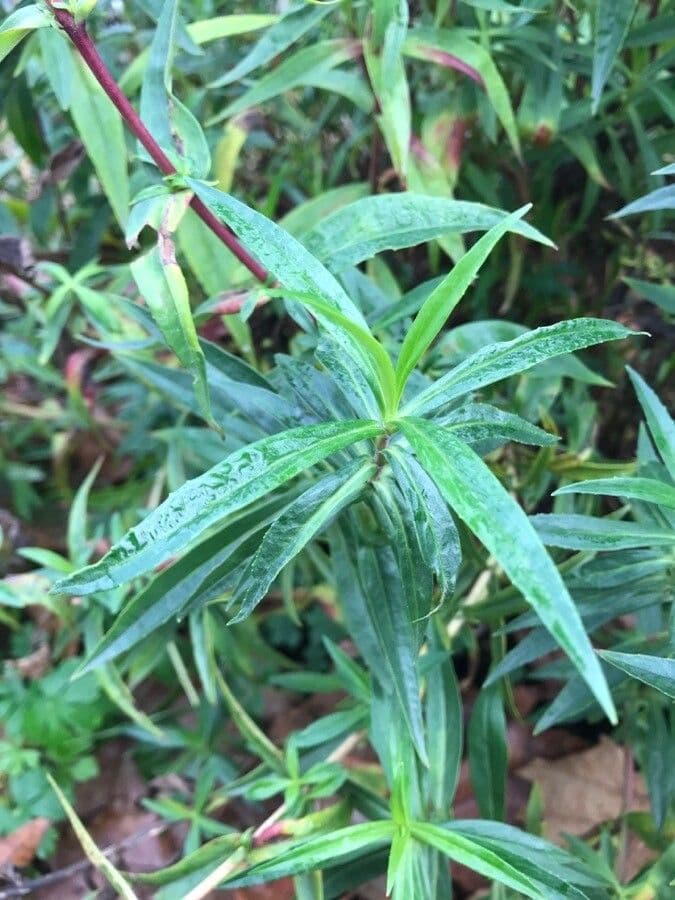 Penstemon 9