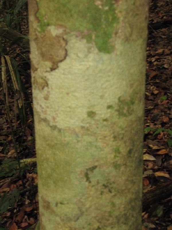 Drypetes variabilis 14