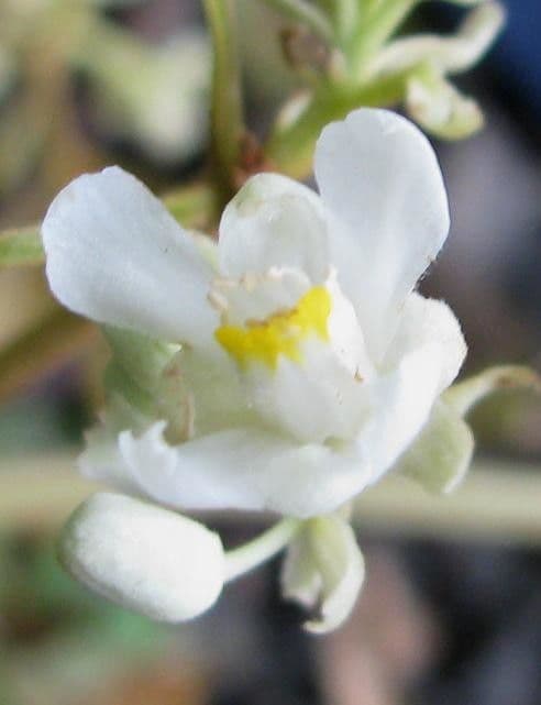Serjania rhombea