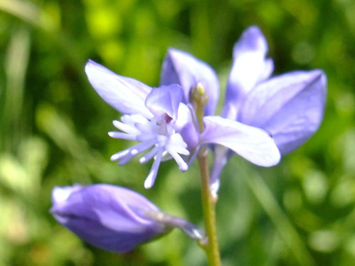 Poligala amarella 8