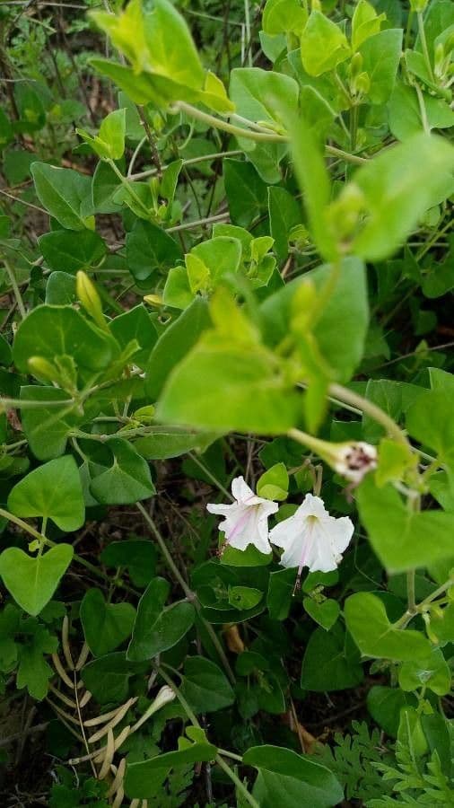 Acleisanthes