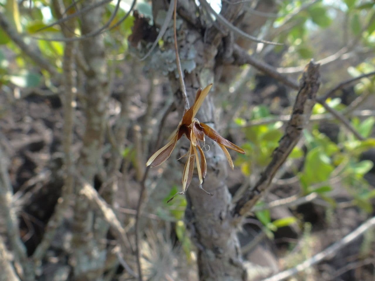 Tillandsia 2