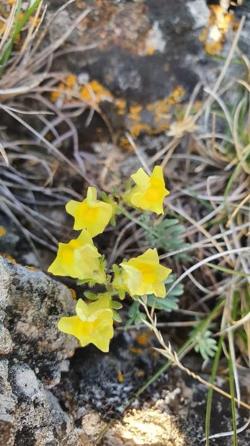 Linaria supina 6