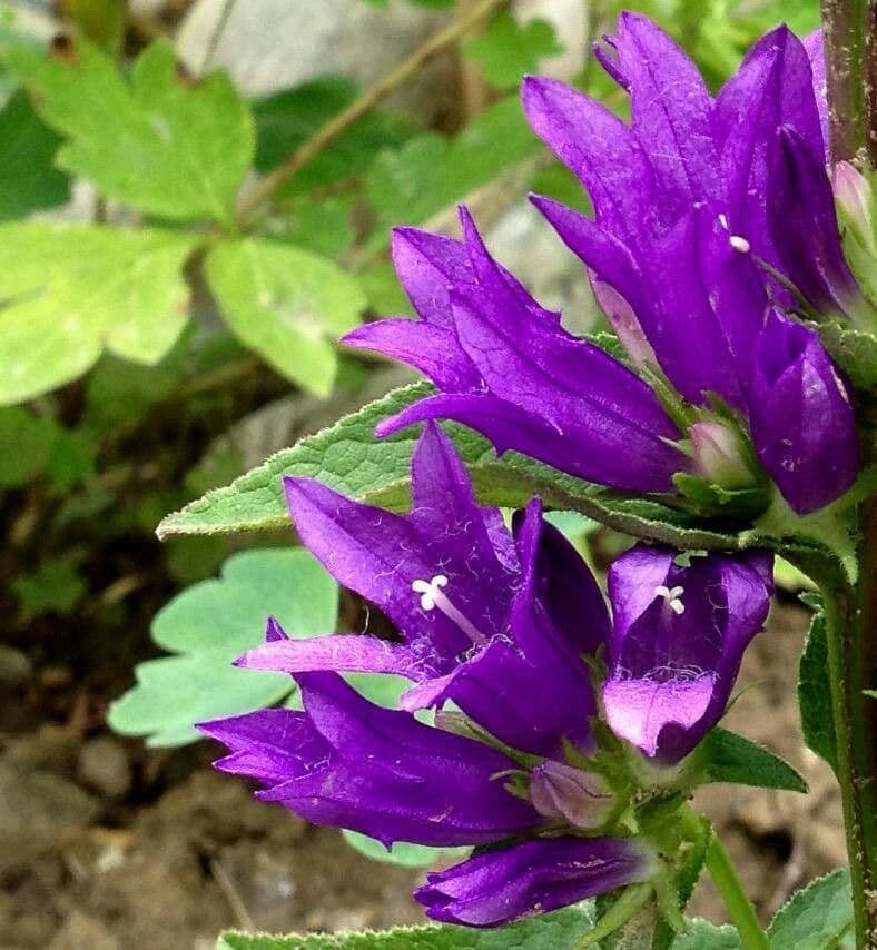 Campanula agglomerata 7