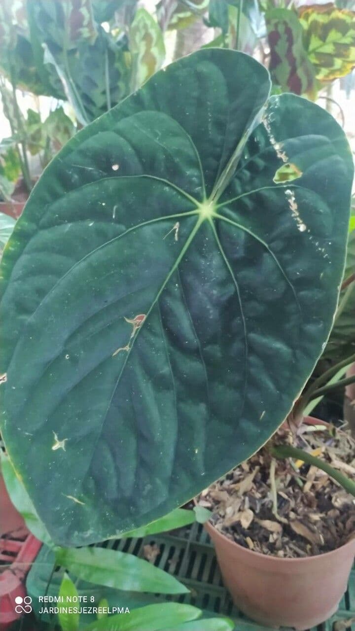 Anturio