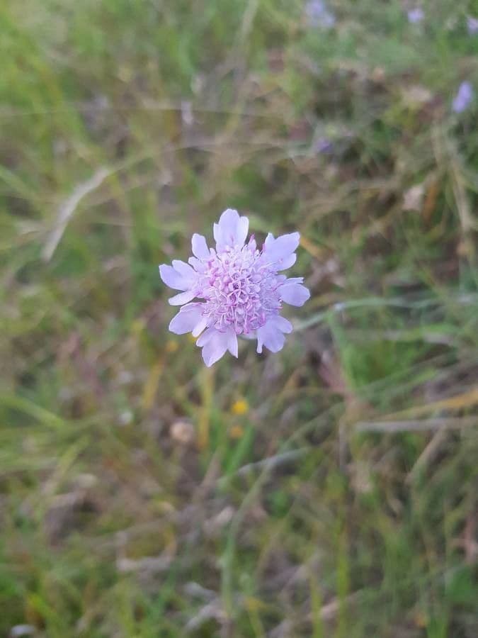 Vedovina grigia