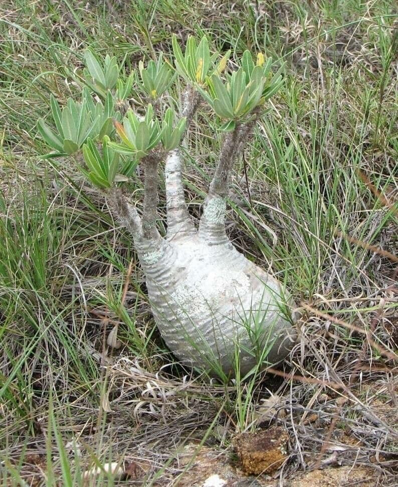 Pachypodium 16