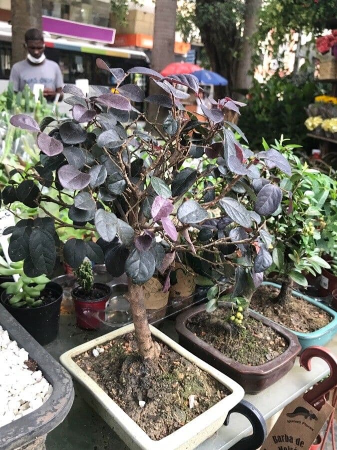 Loropetalum cinese 11