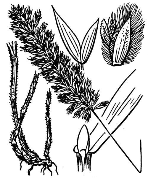 Espiguilla 29