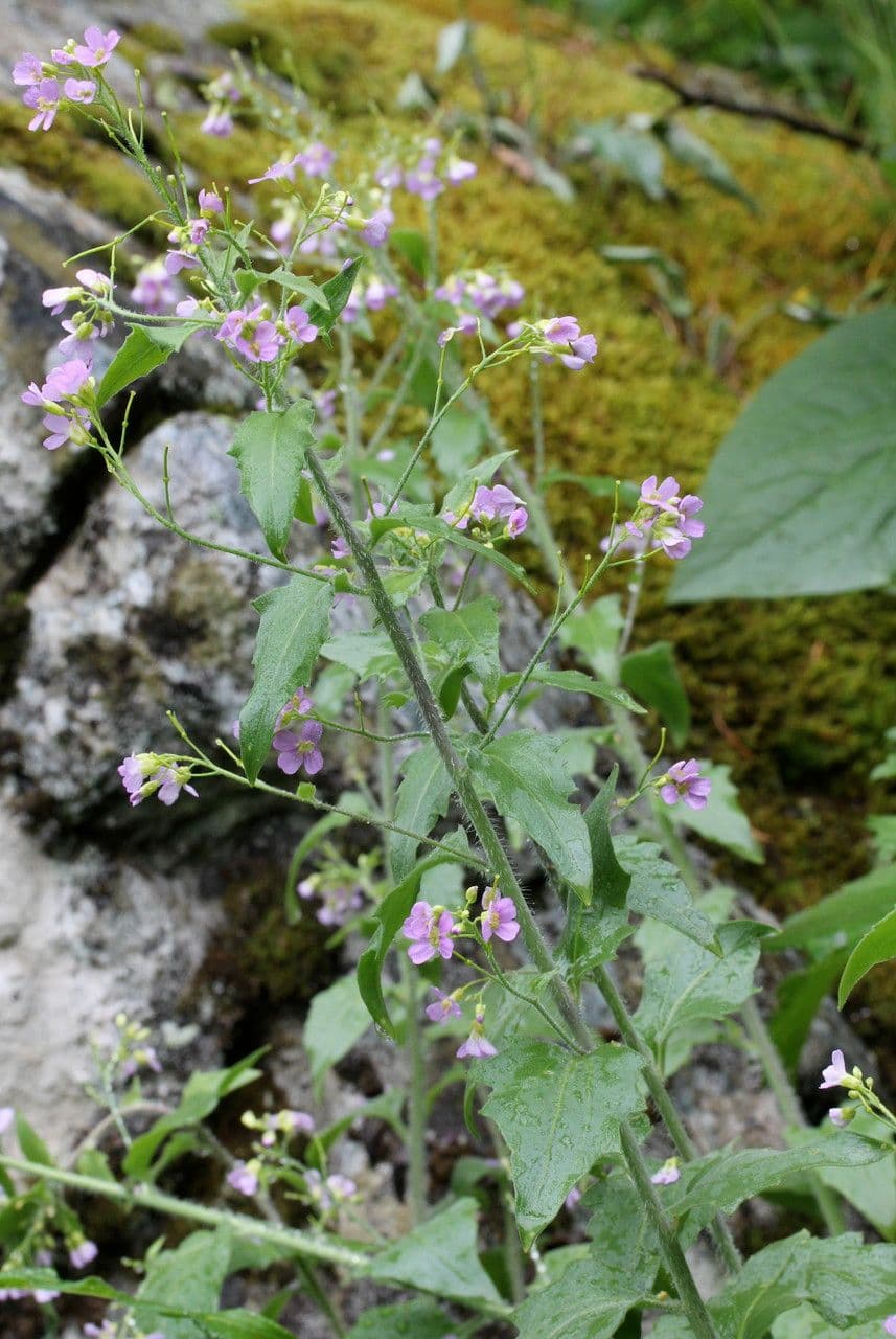 Arabidopsis cebennensis 9