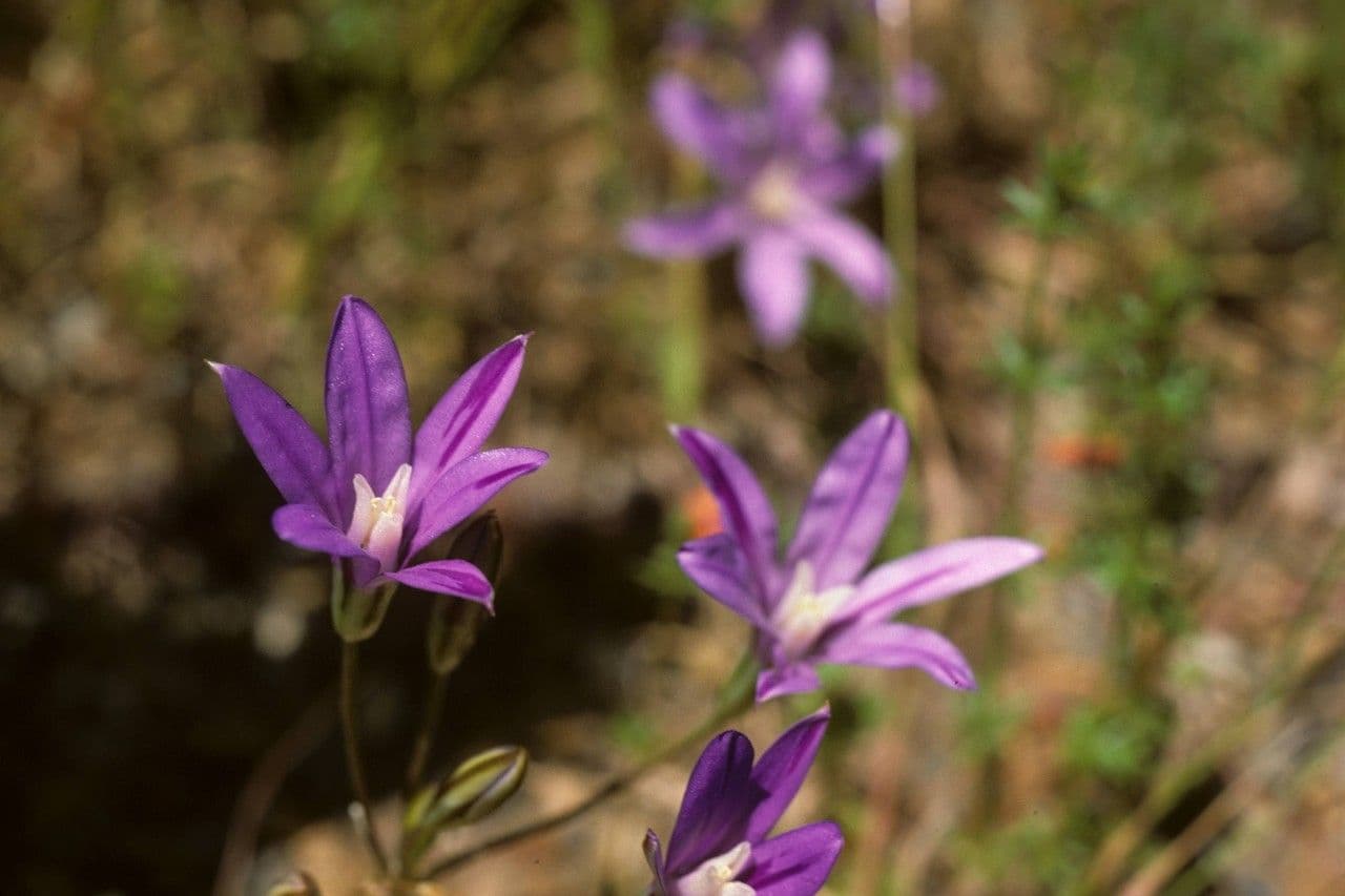 Brodiaea coronaria 3