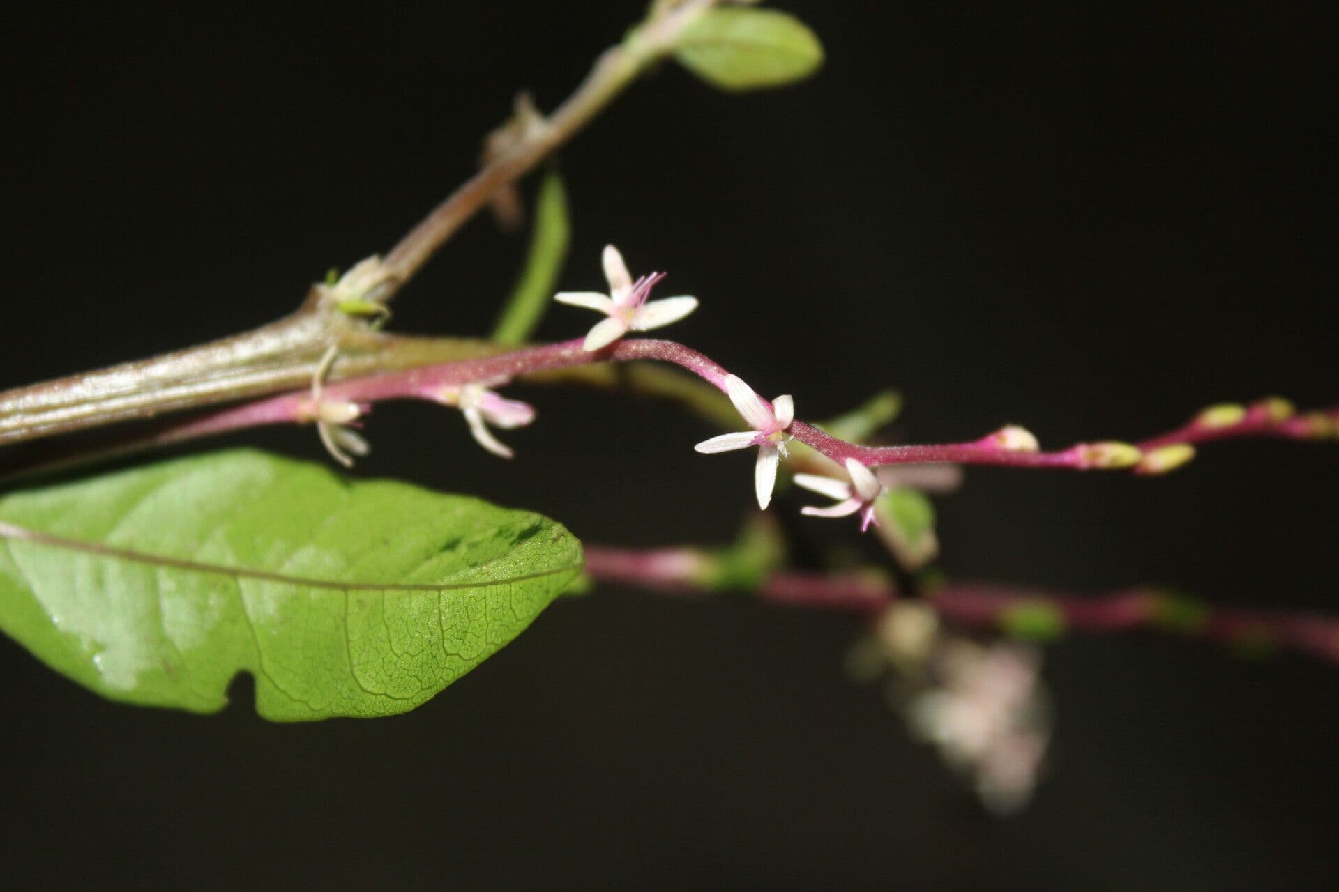 Chomelia spinosa 5