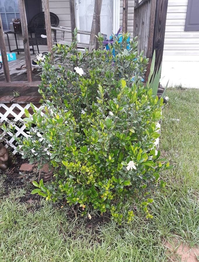 Gardenia tahitańska 10