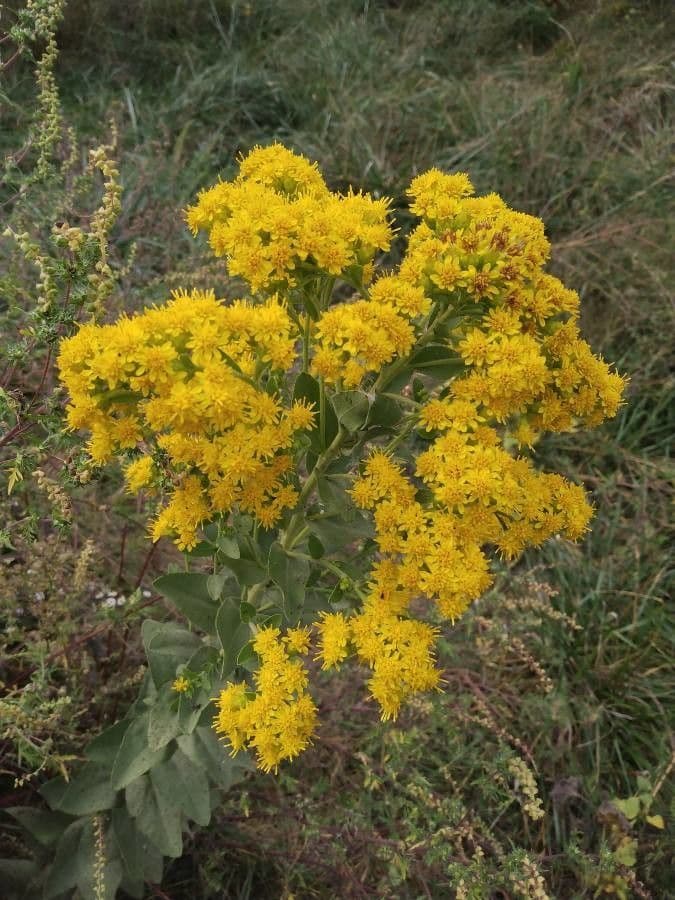 Verga d'oro rigida 3