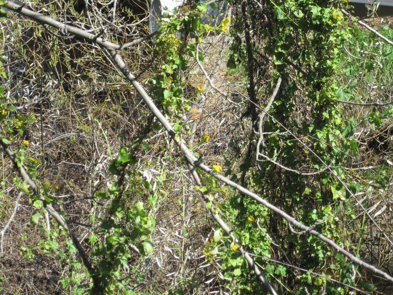 Delairea odorata 19