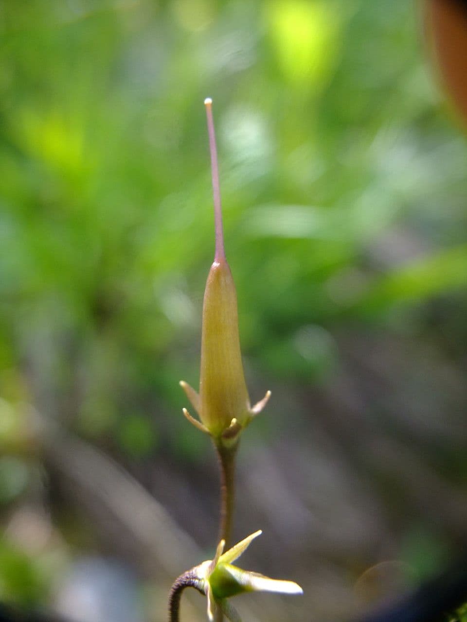 Soldanella comune 4