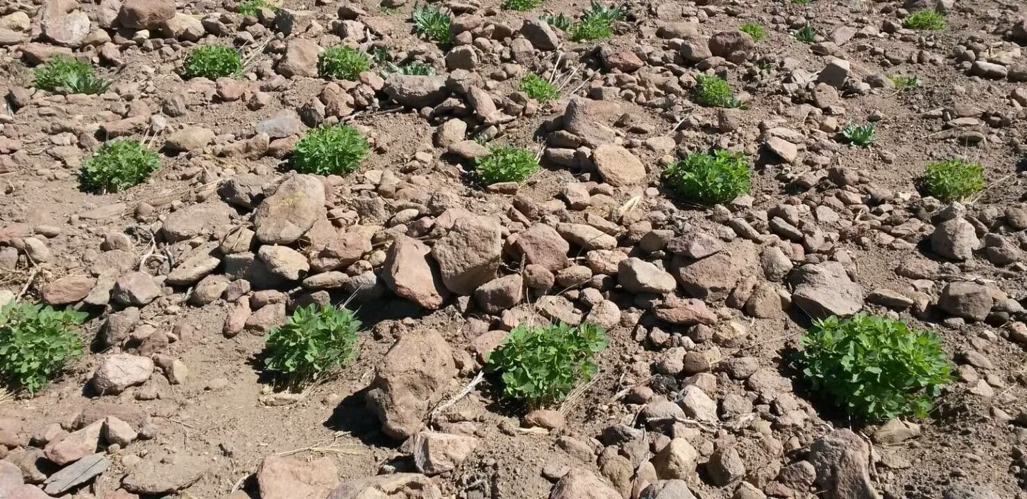 Quinoa 13