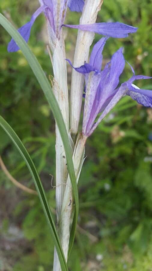 Moraea 18