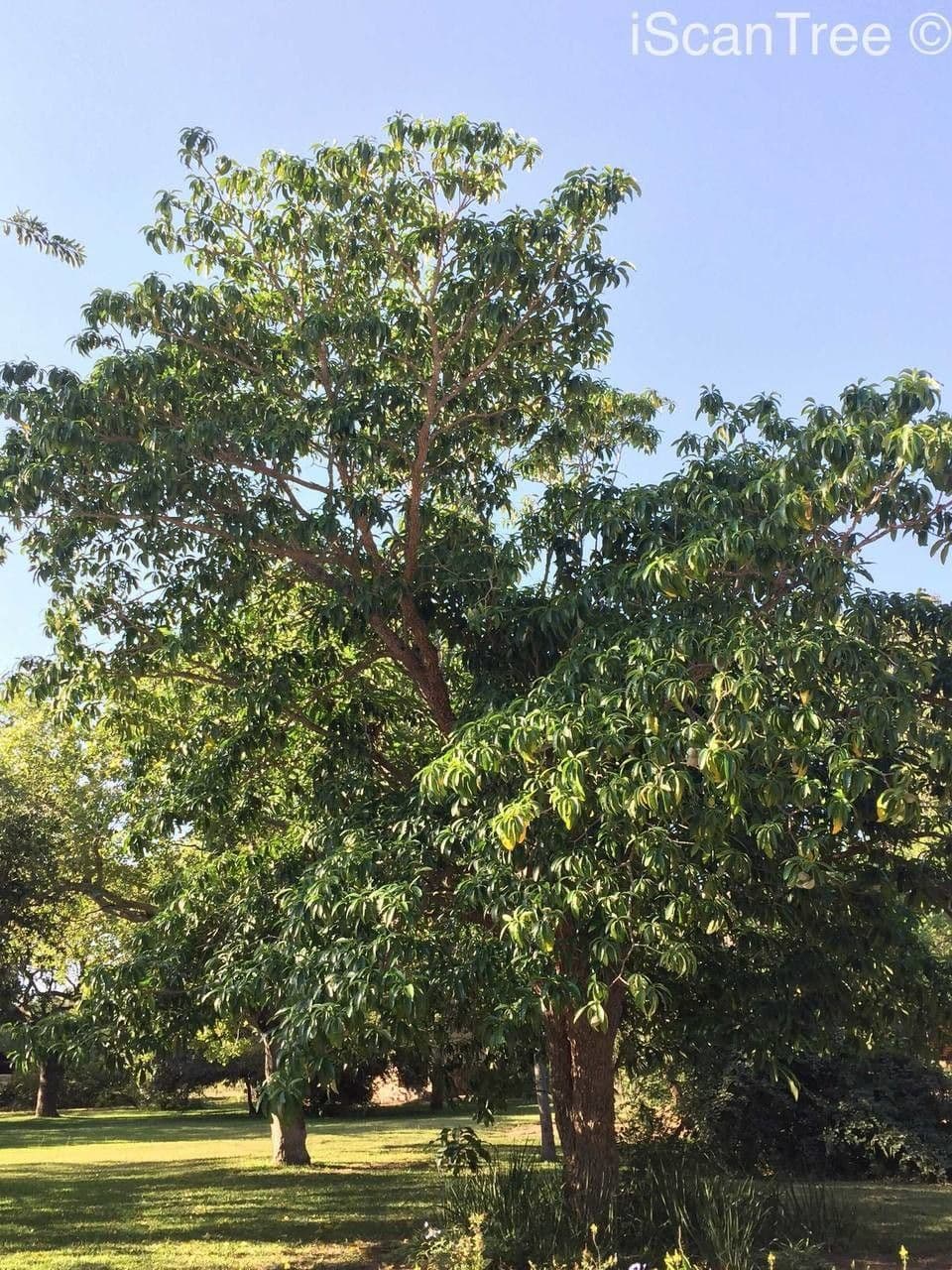 Tabernaemontana 14