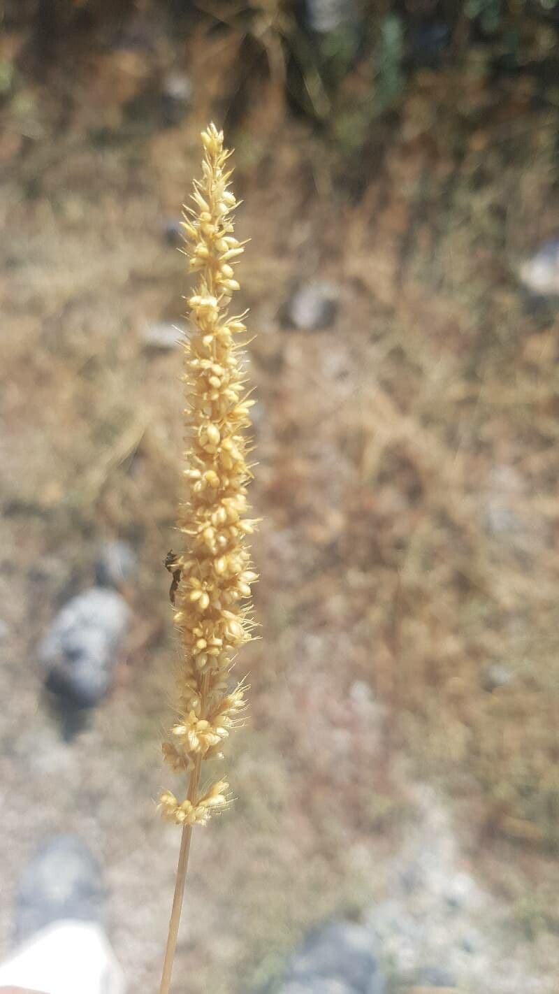 Pabbio verticillato 25