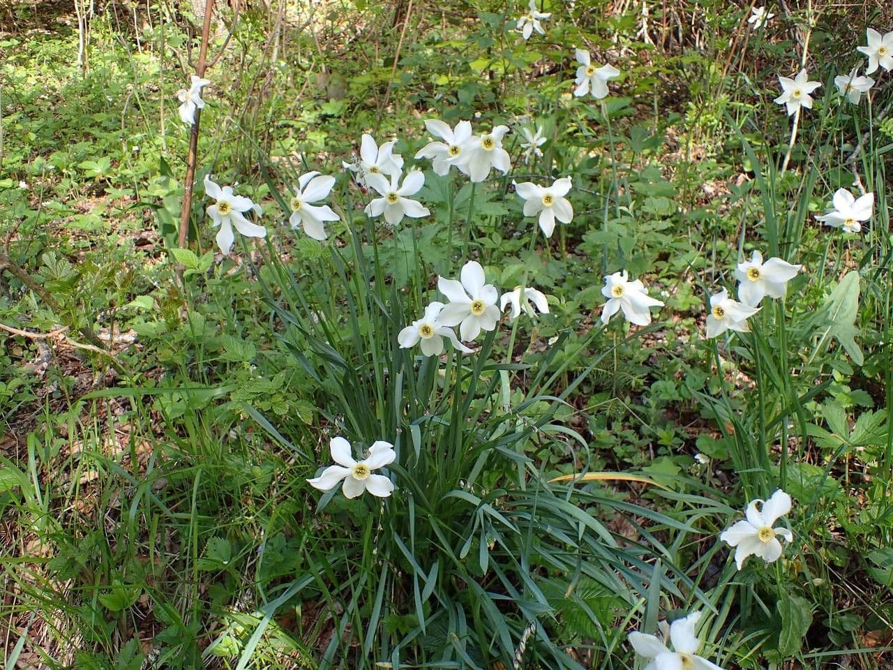 Narciso selvatico 13
