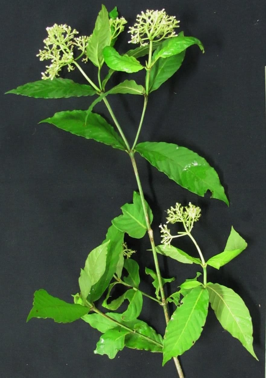 Psychotria 16