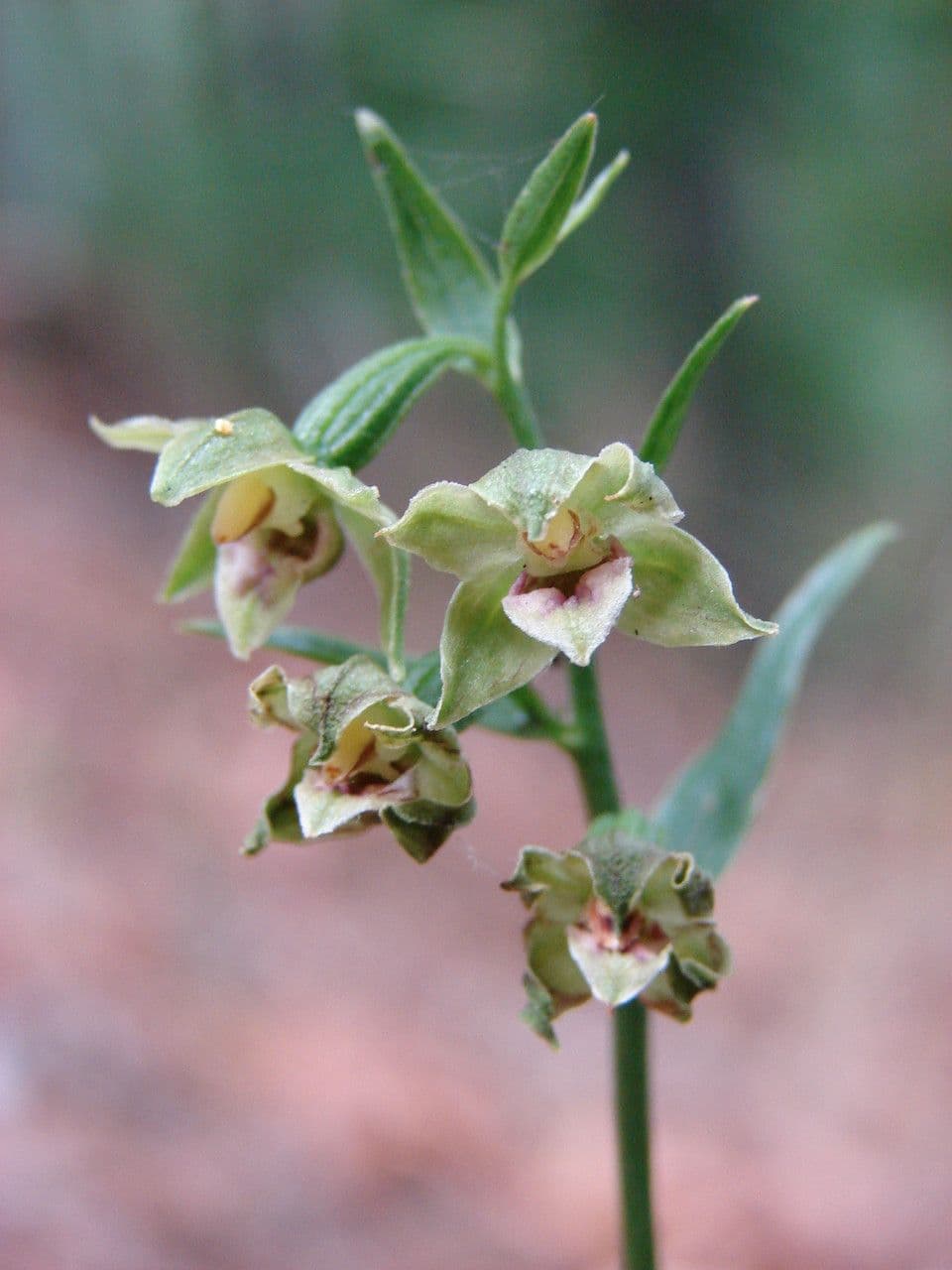 Epipactis