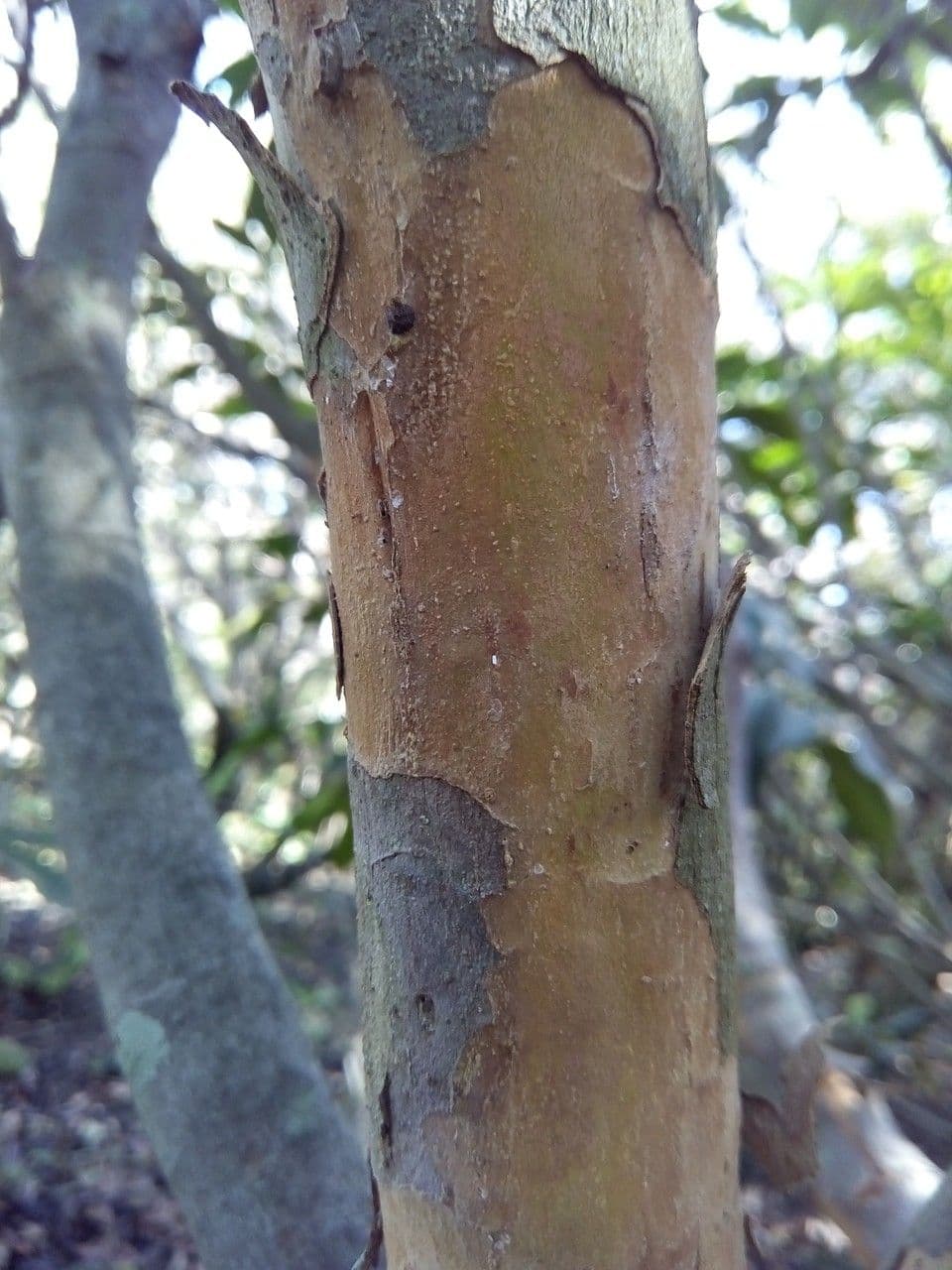 Cossinia pinnata 22