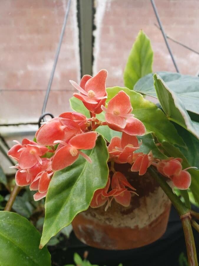 Begonia 2