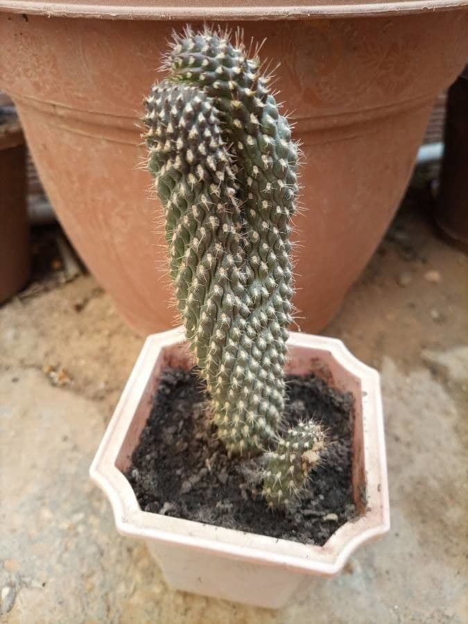 Feuer-Cholla 9