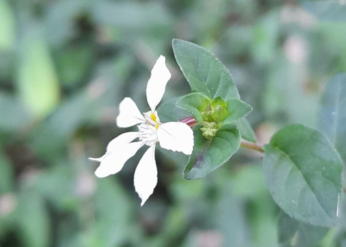 Cuphea 2