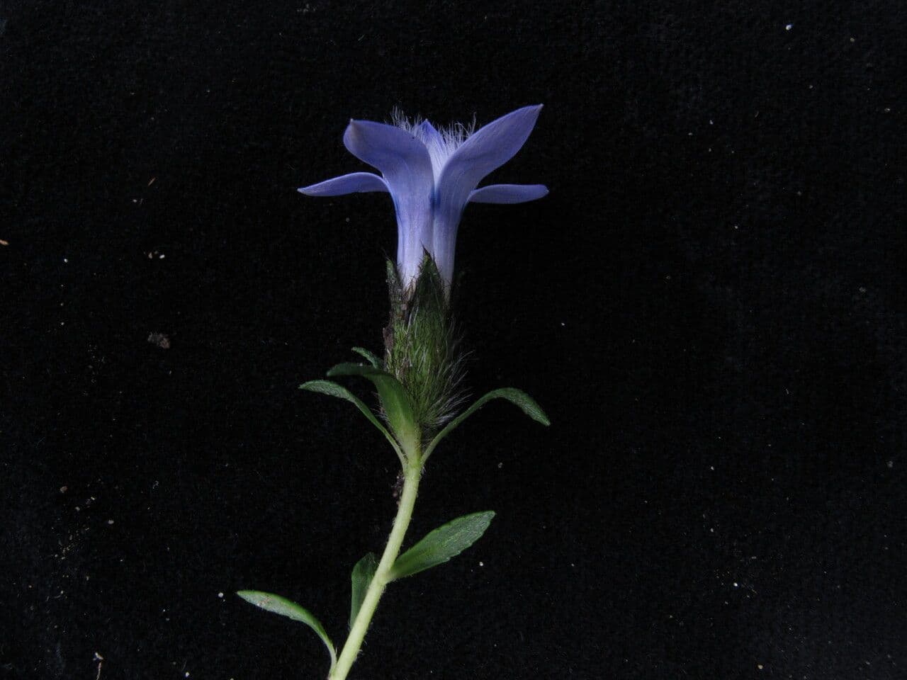 Cyananthus 2