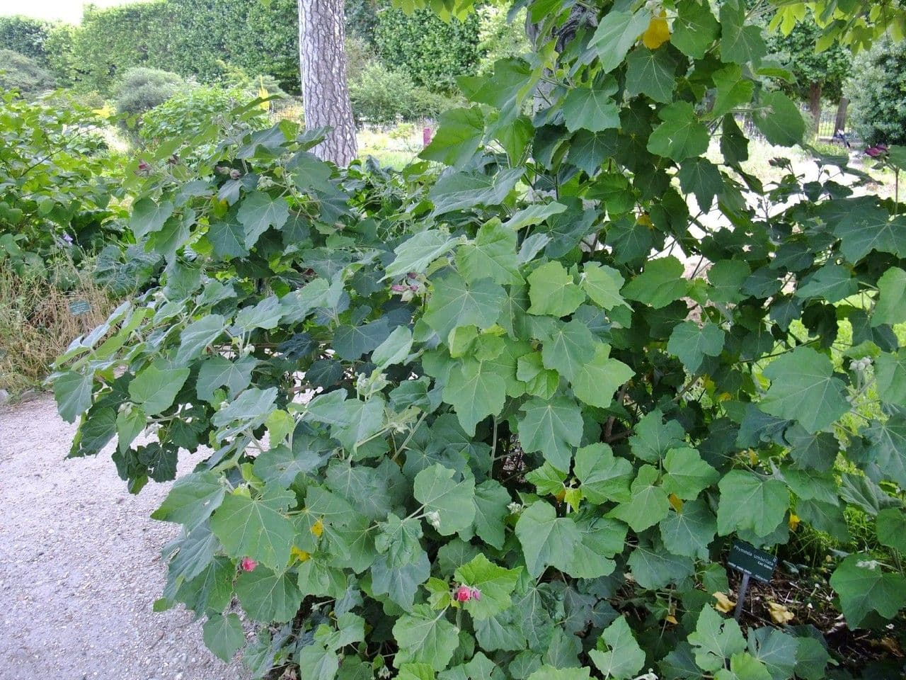 Buschmalve 10