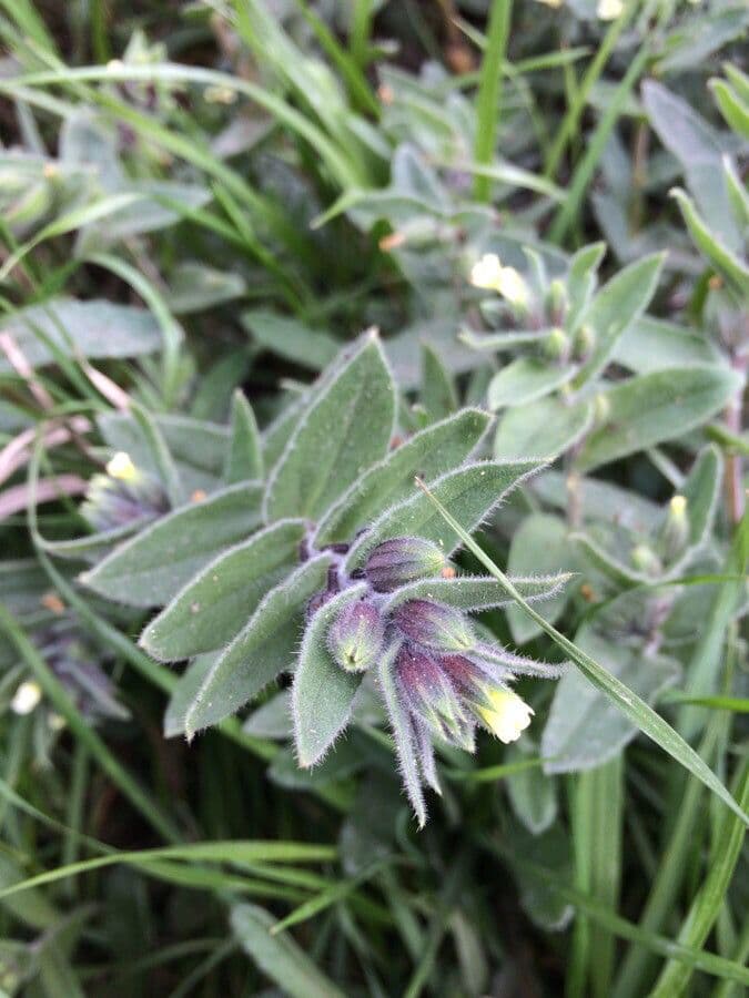 Nonea lutea 12