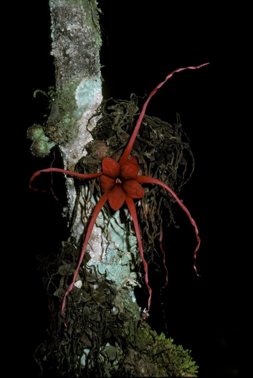 Herrania 3