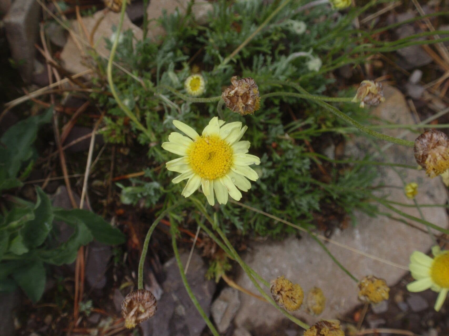 Leucanthemopsis 3