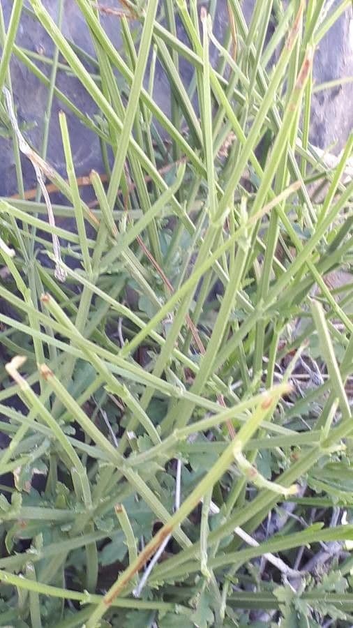 Lavanda 3
