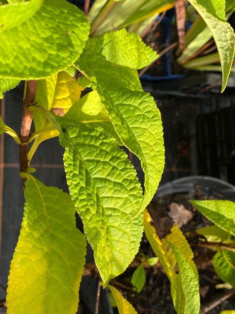 Buddleja 7