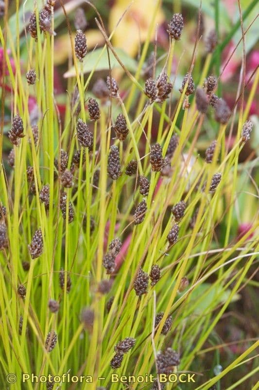 Eleocharis ovata 20
