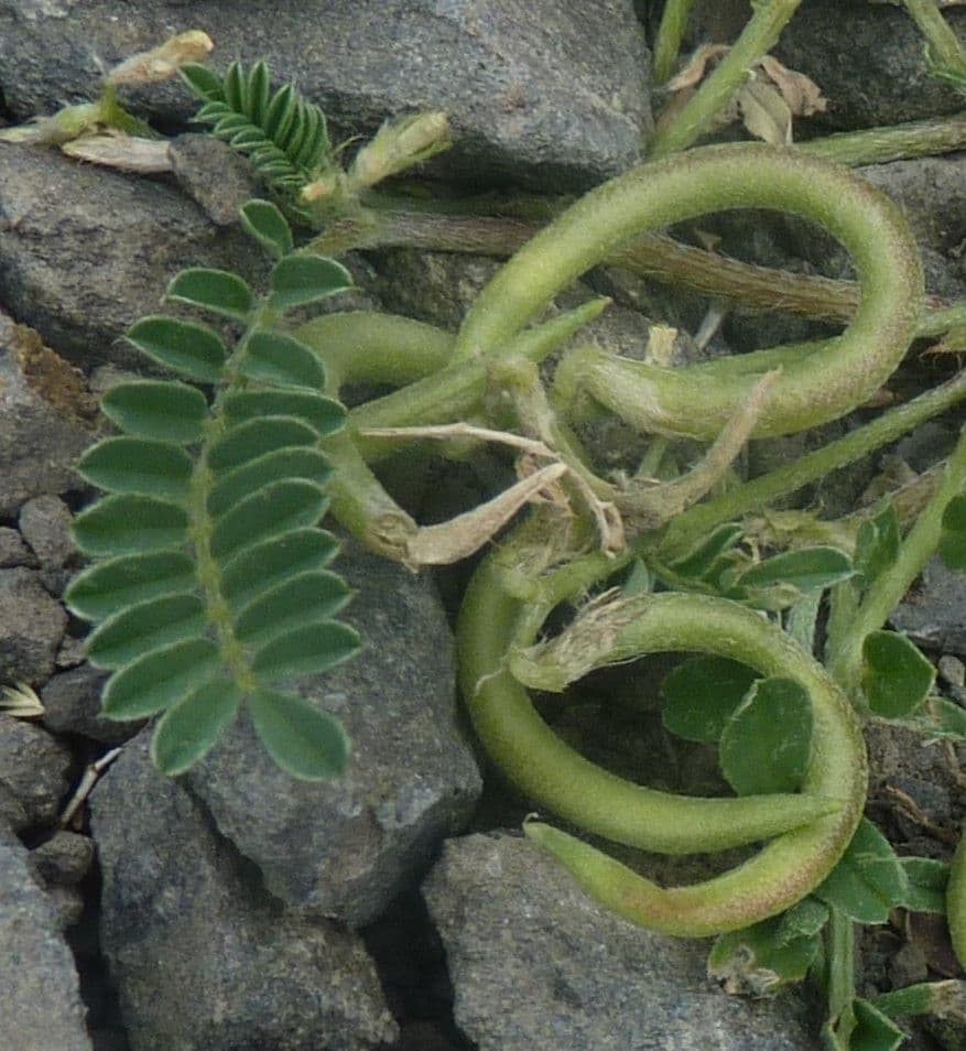 Astragalus hamosus 4