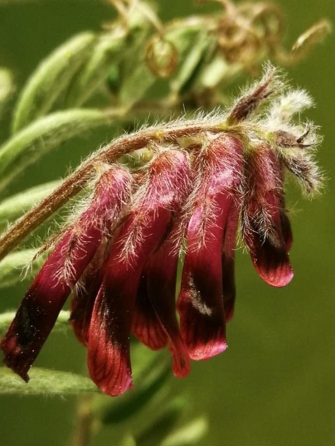 Bengalkichererbse 10