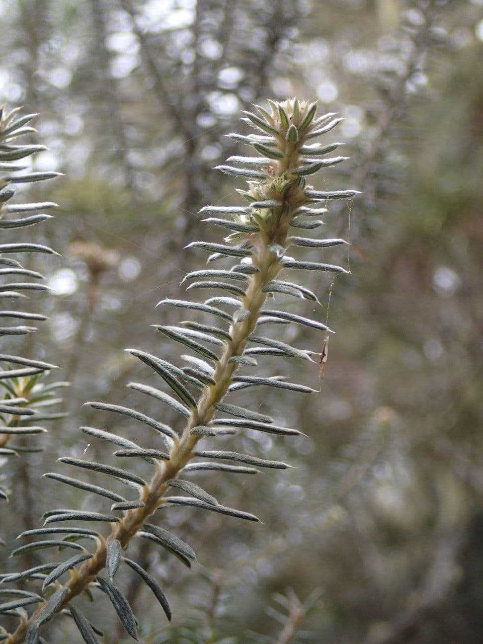 Phylica 23