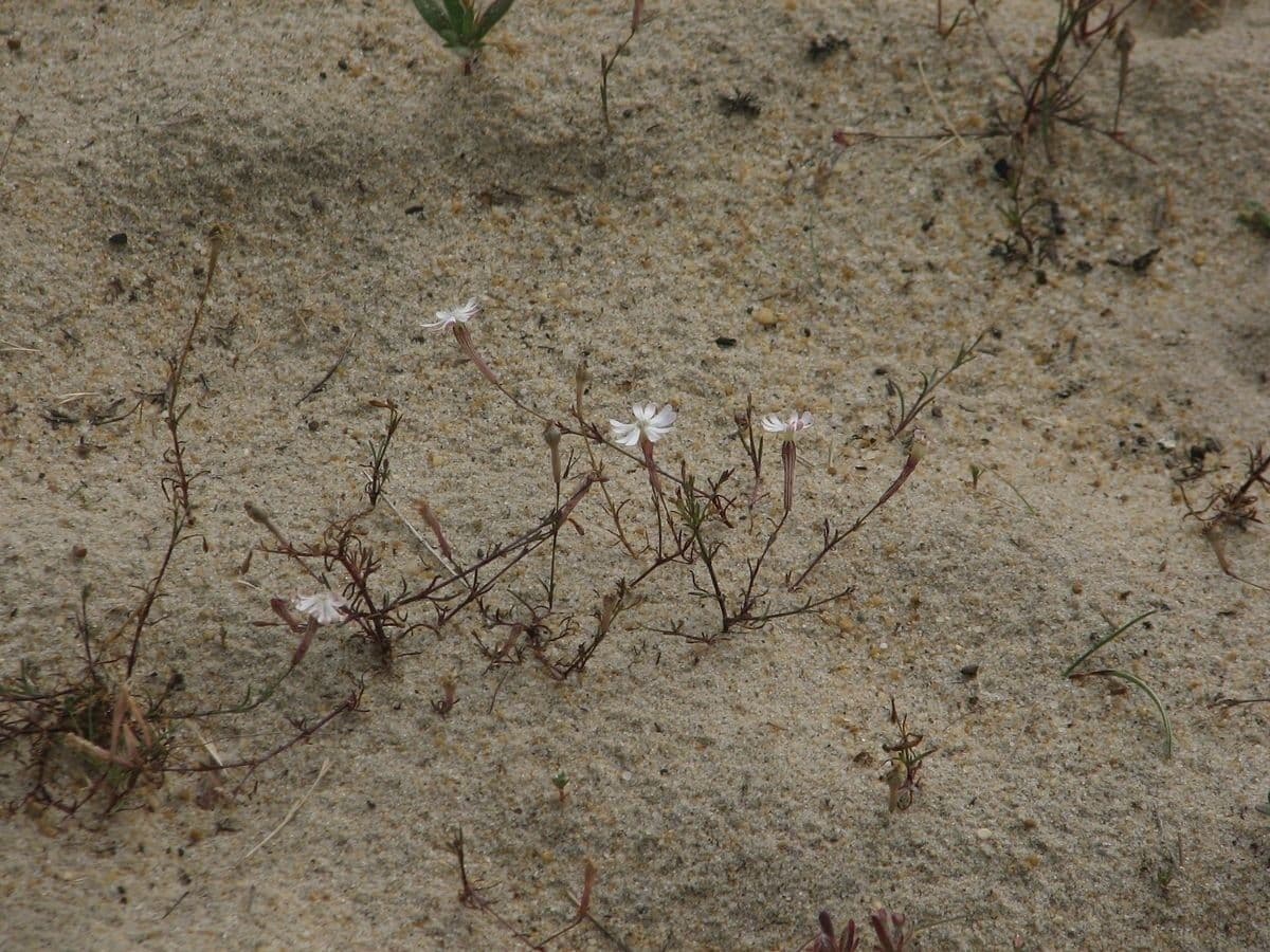 Silene portensis 9