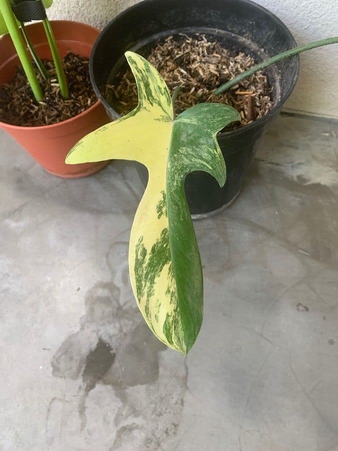 Philodendron violon 7