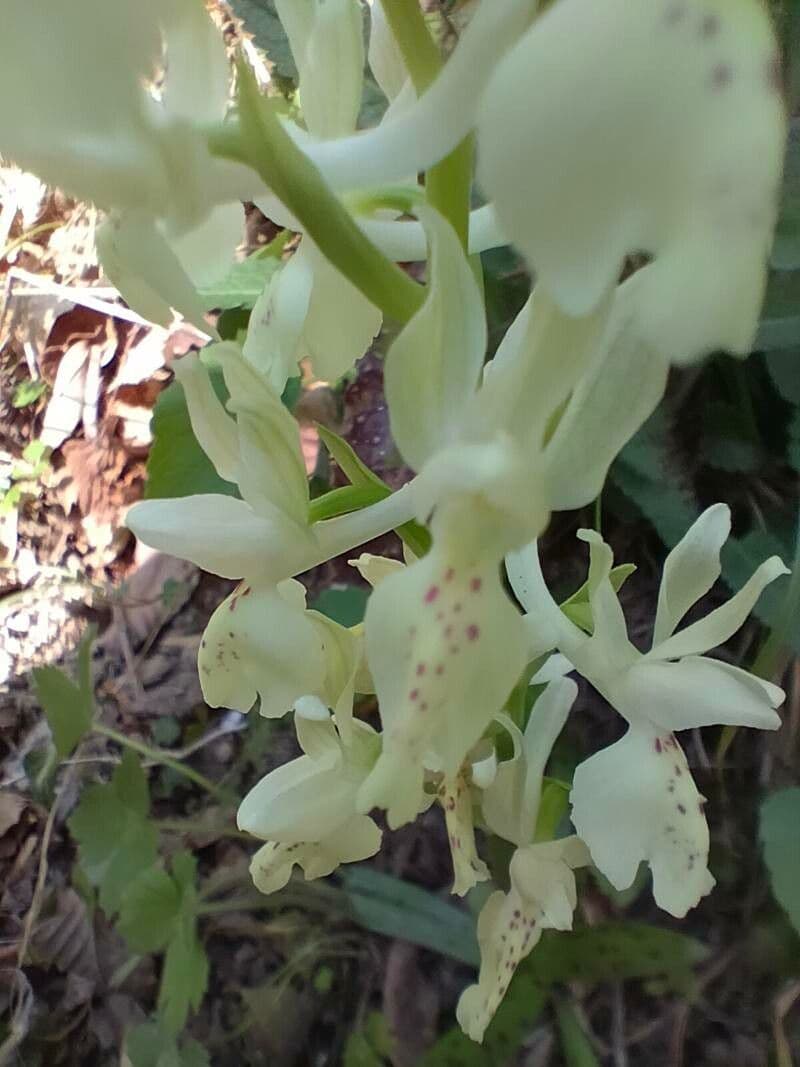 Orchide provinciale 2